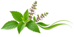 tulsi leaf new