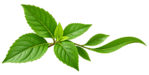 tulshi leaf